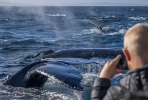Uncover the Magic of Whale Gazing at the Sapphire Coast – 7 Days Luck